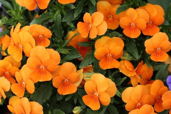 jardin-sans-entretien-id2b-plantes jardin-sans-entretien-id2b-plantes