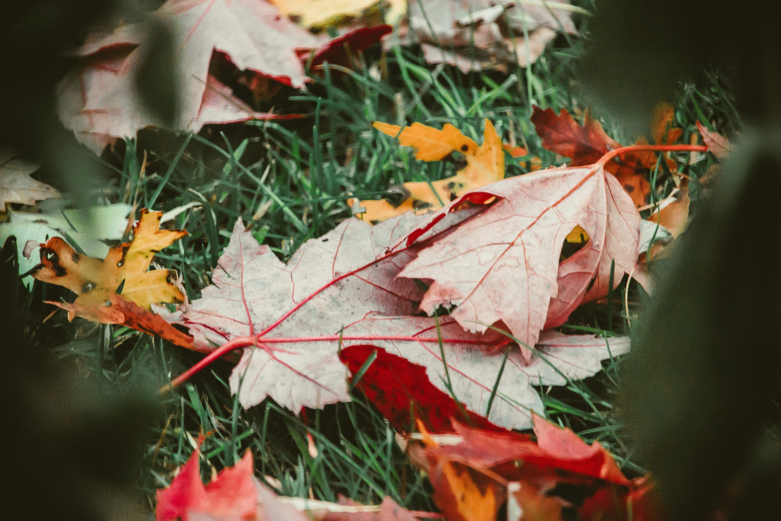 entretien-jardin-automne-id2b-photo